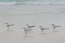 Terns reais em pé na areia molhada de Tulum Beach, Quintana Roo, México — Fotografia de Stock
