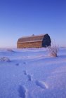 Huellas de animales en la nieve que conducen al granero cerca de Saskatoon, Saskatchewan, Canadá . - foto de stock