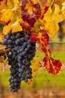 Cabernet Sauvigion Trauben an Weinreben reif für die Ernte, Nahaufnahme. — Stockfoto