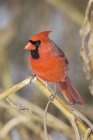 Northern cardinal perching on twig, close-up. — Stock Photo
