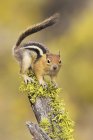 Golden-mantled ground squirrel perched on lichen covered log — Stock Photo