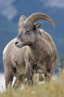 Ram de mouton Bighorn à Windy Point, Kootenay, Alberta, Canada — Photo de stock
