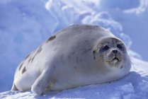 Тюлень юной арфы на островах Магдален, залив Святого Лаврентия, Канада . — стоковое фото