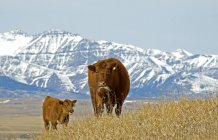 Red angus cow with calf grazing in pasture in Waterton Lakes National Park, Alberta, Canada. — Stock Photo