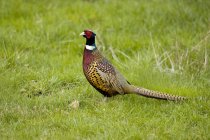 Чоловічий кільцеподібний фазан, що стоїть у зеленій траві . — стокове фото