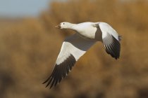 Snow goose flying over lake in Bosque Del Apache, New Mexico, USA — Stock Photo