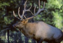 Close-up of wild elk with antlers walking in forest of Alberta, Canada. — Stock Photo