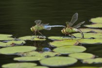 Common green darner dragonflies landing on lily pads. — Stock Photo