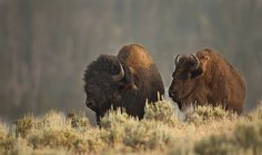 Plains bisons grazing in meadow of Yellowstone National Park, Montana, USA — Stock Photo