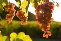 Крупный план винограда Пино Нуар, растущего в виноградниках . — стоковое фото