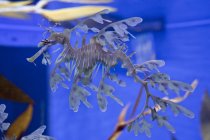 Unkrauter Seedrache in der Galerie am riplys aqarium von canada am fuße des cn turms, toronto, canada. — Stockfoto