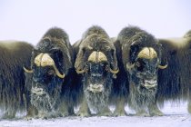 Muskoxen im Verteidigungskreis, Uferinsel, Nordwest-Territorien, arktisches Kanada. — Stockfoto