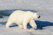 Белый медведь ходит по паковому льду архипелага Шпицбергена, Норвежская Арктика — стоковое фото