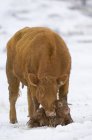 Vaca angus roja con ternera recién nacida en rancho en el suroeste de Alberta, Canadá . - foto de stock