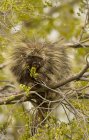 Porcupine se nourrissant de feuilles sur arbre en Oregon, USA — Photo de stock