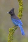 Blue-feathered Steller jay bird perching on mossy branch, close-up. — Stock Photo