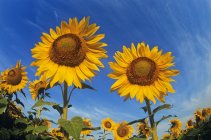 Низький кут зору на рослини соняшникового поля — стокове фото