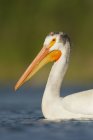 Американский белый пеликан плавает на воде, крупным планом . — стоковое фото