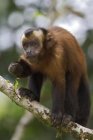 Brown capuchin monkey sitting on tree branch. — Stock Photo