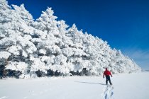 A man snowshoes towards frost covered trees in shelter belt, near Cooks Creek, Manitoba, Canada — Stock Photo