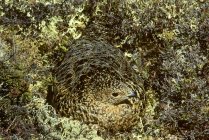 Cryptically feathered female willow ptarmigan sitting in nest, close-up. — Stock Photo