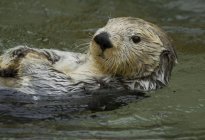 Seeotter schwimmt auf dem Wasser auf dem Rücken, Nahaufnahme — Stockfoto