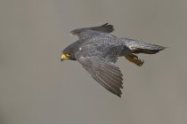 Grey peregrine falcon flying with wings outstretched in midair. — Stock Photo