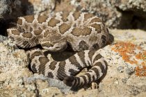 Serpent à sonnette de l'Ouest sur les rochers de l'Okanagan, Colombie-Britannique, Canada . — Photo de stock