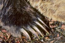 Close-up of front claws of brown bear paw — Stock Photo
