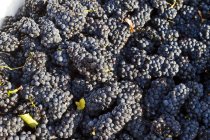 Uvas de Pinot Noir maduras cosechadas, marco completo . - foto de stock