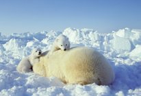Polar bear with cubs resting on pack ice in Western Hudson Bay, Canada. — Stock Photo