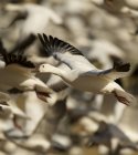 Snow geese flying in Bosque Del Apache, New Mexico, USA — Stock Photo