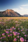 Wild bergamot and wildflowers growing at Vimy Ridge, Waterton National Park, Alberta, Canada. — Stock Photo