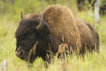 Bison des bois broutant sur l'herbe dans le parc national Elk Island, Alberta, Canada — Photo de stock