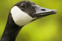 Canada goose bird, close-up portrait — Stock Photo