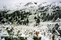 Ранний снег в Чинабарском бассейне Провинциального парка Чилкотин, Британская Колумбия, Канада — стоковое фото