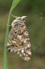 Painted lady butterfly sitting on plant, close-up — Stock Photo