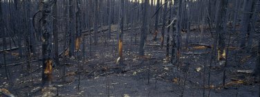 Burnt forest of spruces and subalpine firs after forest fire in Tweedsmuir Provincial Park, British Columbia, Canada — Stock Photo
