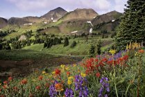 Fleurs sauvages du bassin de Cinnabar, parc provincial South Chilcotin Mountains, Colombie-Britannique, Canada — Photo de stock
