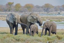 Африканские слоны у водопоя в Национальном парке Этоша, Намибия — стоковое фото