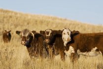 Weiden neugieriger Rinder im herbstlichen Grasland bei Kamloops, Britisch Columbia, Kanada. — Stockfoto