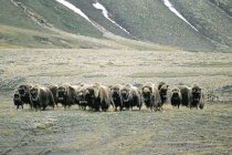 Herde von Moschusochsen bewegt sich auf Prärie auf der Viktoria-Insel, Nunavut, arktisches Kanada — Stockfoto