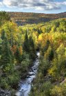Río de montaña en bosque en follaje otoñal, Petite-Riviere-Saint-Francois, Charlevoix, Quebec, Canadá - foto de stock