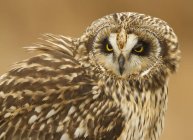 Portrait of short-eared owl with yellow eyes outdoors. — Stock Photo