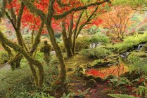 Осіннього листя в японський сад, сади Бутчартів Брентвуд Бей, Британська Колумбія, Канада — стокове фото