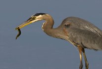 Great blue heron bird with catch in wetland. — Stock Photo