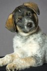 Portrait of mixed breed puppy with tilted head on gray background. — Stock Photo