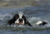 Springer spaniel nadar agua del lago, primer plano - foto de stock