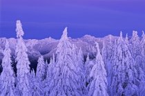 Заснеженные деревья в Маунт Сеймур Провинциальный парк, Британская Колумбия, Канада — стоковое фото