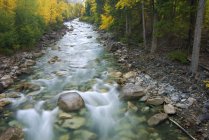 Arbres dans le feuillage automnal le long du ruisseau Cayoosh, Colombie-Britannique, Canada . — Photo de stock